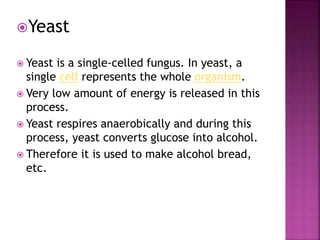 Yeast
 Yeast is a single-celled fungus. In yeast, a
single cell represents the whole organism.
 Very low amount of energy is released in this
process.
 Yeast respires anaerobically and during this
process, yeast converts glucose into alcohol.
 Therefore it is used to make alcohol bread,
etc.
 