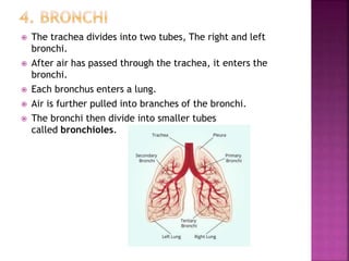  The trachea divides into two tubes, The right and left
bronchi.
 After air has passed through the trachea, it enters the
bronchi.
 Each bronchus enters a lung.
 Air is further pulled into branches of the bronchi.
 The bronchi then divide into smaller tubes
called bronchioles.
 