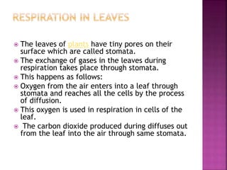  The leaves of plants have tiny pores on their
surface which are called stomata.
 The exchange of gases in the leaves during
respiration takes place through stomata.
 This happens as follows:
 Oxygen from the air enters into a leaf through
stomata and reaches all the cells by the process
of diffusion.
 This oxygen is used in respiration in cells of the
leaf.
 The carbon dioxide produced during diffuses out
from the leaf into the air through same stomata.
 