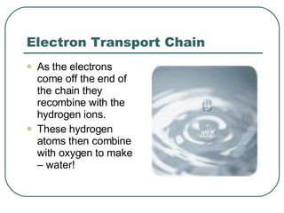 Electron Transport Chain As the electrons come off the end of the chain they recombine with the hydrogen ions. These hydrogen atoms then combine with oxygen to make – water! 