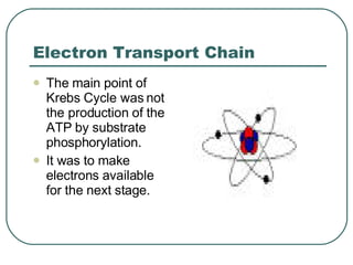 Electron Transport Chain The main point of Krebs Cycle was not the production of the ATP by substrate phosphorylation. It was to make electrons available for the next stage. 