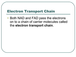 Electron Transport Chain Both NAD and FAD pass the electrons on to a chain of carrier molecules called the  electron transport chain . 