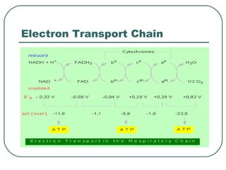 Electron Transport Chain 