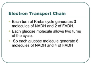 Electron Transport Chain Each turn of Krebs cycle generates 3 molecules of NADH and 2 of FADH. Each glucose molecule allows two turns of the cycle. So each glucose molecule generate 6 molecules of NADH and 4 of FADH 