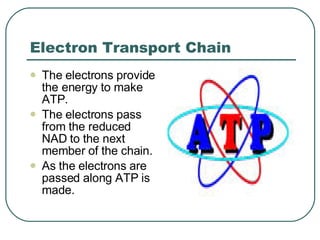 Electron Transport Chain The electrons provide the energy to make ATP. The electrons pass from the reduced NAD to the next member of the chain. As the electrons are passed along ATP is made. 