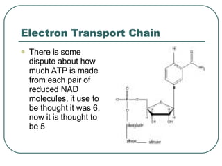 Electron Transport Chain There is some dispute about how much ATP is made from each pair of reduced NAD molecules, it use to be thought it was 6, now it is thought to be 5 