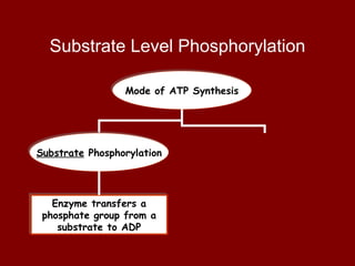 Substrate Level Phosphorylation Mode of ATP Synthesis Substrate  Phosphorylation Enzyme transfers a phosphate group from a substrate to ADP 