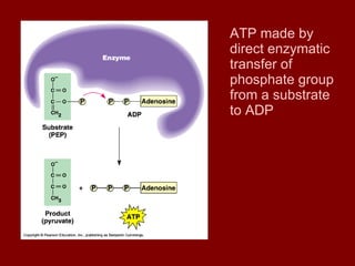 ATP made by direct enzymatic transfer of phosphate group from a substrate to ADP 