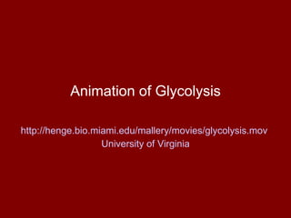 Animation of Glycolysis http://henge.bio.miami.edu/mallery/movies/glycolysis.mov   University of Virginia 