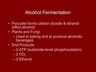 Alcohol Fermentation Pyruvate forms carbon dioxide & ethanol (ethyl alcohol) Plants and Fungi   Used in baking and to produce alcoholic beverages End Products 2 ATP (substrate-level phosphorylation) 2 CO 2   2 Ethanol  
