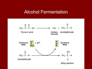 Alcohol Fermentation 