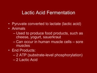 Lactic Acid Fermentation Pyruvate converted to lactate (lactic acid) Animals Used to produce food products, such as cheese, yogurt, sauerkraut Can occur in human muscle cells – sore muscles End Products: 2 ATP (substrate-level phosphorylation) 2 Lactic Acid 