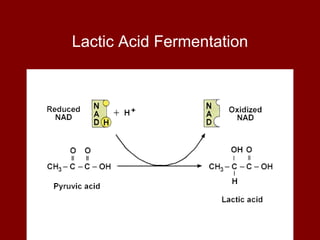 Lactic Acid Fermentation 