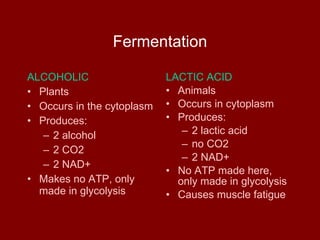 Fermentation ALCOHOLIC Plants Occurs in the cytoplasm Produces: 2 alcohol 2 CO2 2 NAD+ Makes no ATP, only made in glycolysis LACTIC ACID Animals Occurs in cytoplasm Produces: 2 lactic acid no CO2  2 NAD+ No ATP made here, only made in glycolysis Causes muscle fatigue 