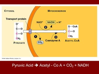 Pyruvic Acid    Acetyl - Co A + CO 2  + NADH 