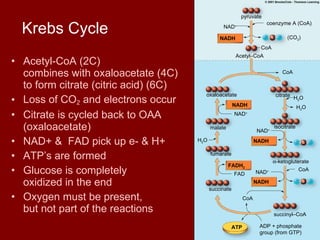 Acetyl-CoA (2C)  combines with oxaloacetate (4C)  to form citrate (citric acid) (6C) Loss of CO 2  and electrons occur  Citrate is cycled back to OAA  (oxaloacetate) NAD+ &  FAD pick up e- & H+ ATP’s are formed Glucose is completely  oxidized in the end  Oxygen must be present,  but not part of the reactions Krebs Cycle oxaloacetate malate citrate isocitrate  -ketogluterate fumarate succinate CoA succinyl–CoA ATP NADH NADH NADH  NADH FADH 2 NAD + NAD + FAD NAD + CoA CoA H 2 O H 2 O H 2 O ADP + phosphate group (from GTP) pyruvate NAD + CoA Acetyl–CoA coenzyme A (CoA) (CO 2 ) 