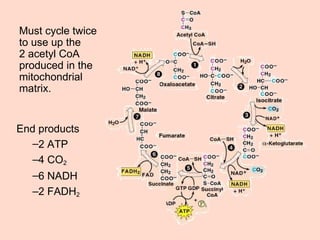 Must cycle twice to use up the  2 acetyl CoA produced in the mitochondrial matrix. End products 2 ATP 4 CO 2 6 NADH 2 FADH 2 