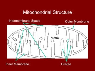 Mitochondrial Structure Matrix Inner Membrane Intermembrane Space Cristae Outer Membrane 