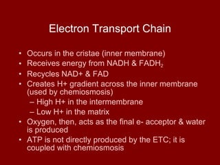 Electron Transport Chain Occurs in the cristae (inner membrane) Receives energy from NADH & FADH 2 Recycles NAD+ & FAD Creates H+ gradient across the inner membrane (used by chemiosmosis) High H+ in the intermembrane Low H+ in the matrix Oxygen, then, acts as the final e- acceptor & water is produced ATP is not directly produced by the ETC; it is coupled with chemiosmosis 