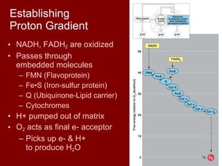 Establishing  Proton Gradient NADH, FADH 2  are oxidized Passes through  embedded molecules FMN (Flavoprotein) Fe • S (Iron-sulfur protein) Q (Ubiquinone-Lipid carrier) Cytochromes H+ pumped out of matrix  O 2  acts as final e- acceptor Picks up e- & H+  to produce H 2 O 