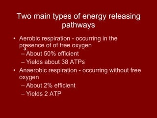 Two main types of energy releasing pathways Aerobic respiration - occurring in the presence of of free oxygen About 50% efficient Yields about 38 ATPs Anaerobic respiration - occurring without free oxygen About 2% efficient Yields 2 ATP a.  