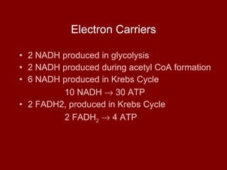 Electron Carriers 2 NADH produced in glycolysis 2 NADH produced during acetyl CoA formation 6 NADH produced in Krebs Cycle 10 NADH    30 ATP 2 FADH2, produced in Krebs Cycle 2 FADH 2     4 ATP 