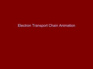 Electron Transport Chain Animation 