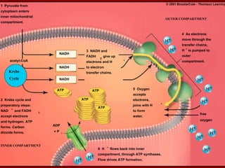 Krebs Cycle NADH NADH NADH ATP ATP ATP ATP ADP + P i INNER COMPARTMENT OUTER COMPARTMENT acetyl-CoA free oxygen 6  H + flows back into inner compartment, through ATP synthases. Flow drives ATP formation. 1  Pyruvate from cytoplasm enters inner mitochondrial compartment. 3  NADH and FADH 2 give up electrons and H + to electron transfer chains. 2  Krebs cycle and preparatory steps: NAD + and FADH 2 accept electrons and hydrogen. ATP forms. Carbon dioxide forms. 5  Oxygen accepts electrons, joins with H + to form water. 4  As electrons move through the transfer chains, H + is pumped to outer compartment. 