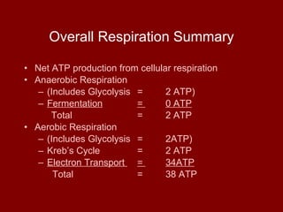 Overall Respiration Summary Net ATP production from cellular respiration Anaerobic Respiration (Includes Glycolysis  =  2 ATP) Fermentation =  0 ATP Total =  2 ATP Aerobic Respiration (Includes Glycolysis  =  2ATP) Kreb’s Cycle  =  2 ATP Electron Transport  =  34ATP Total  =  38 ATP 