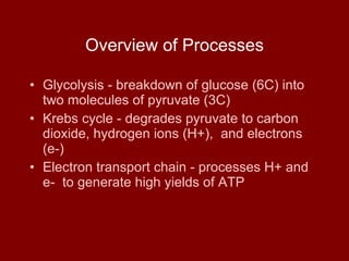 Overview of Processes Glycolysis - breakdown of glucose (6C) into two molecules of pyruvate (3C) Krebs cycle - degrades pyruvate to carbon dioxide, hydrogen ions (H+),  and electrons (e-) Electron transport chain - processes H+ and e-  to generate high yields of ATP 