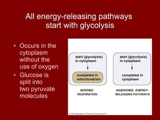 All energy-releasing pathways  start with glycolysis Occurs in the  cytoplasm  without the  use of oxygen Glucose is  split into  two pyruvate  molecules 