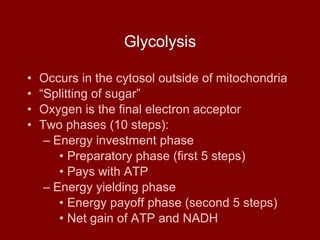 Glycolysis Occurs in the cytosol outside of mitochondria “ Splitting of sugar” Oxygen is the final electron acceptor Two phases (10 steps): Energy investment phase Preparatory phase (first 5 steps) Pays with ATP Energy yielding phase Energy payoff phase (second 5 steps) Net gain of ATP and NADH 