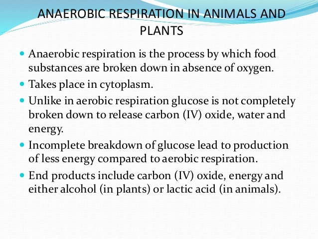 Respiration1
