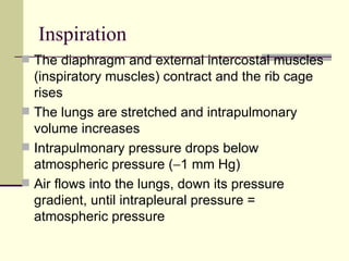 Inspiration
 The diaphragm and external intercostal muscles
  (inspiratory muscles) contract and the rib cage
  rises
 The lungs are stretched and intrapulmonary
  volume increases
 Intrapulmonary pressure drops below
  atmospheric pressure (−1 mm Hg)
 Air flows into the lungs, down its pressure
  gradient, until intrapleural pressure =
  atmospheric pressure
 