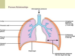 Pressure Relationships
 