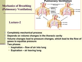 Mechanics of Breathing
(Pulmonary Ventilation)



     Lecture-2


  Completely mechanical process
  Depends on volume changes in the thoracic cavity
  Volume changes lead to pressure changes, which lead to the flow of
   gases to equalize pressure
  Two phases
     Inspiration – flow of air into lung
     Expiration – air leaving lung
 