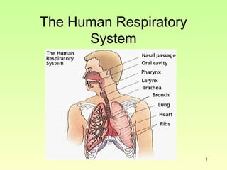 1
The Human Respiratory
System
 