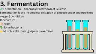 Incomplete Oxidation Respiration in plants for class 11 biology | PDF