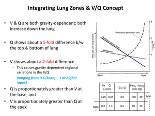 Integrating Lung Zones & V/Q ConceptV & Q are both gravity-dependent; both increase down the lungQ shows about a 5-fold difference b/w the top & bottom of lungV shows about a 2-fold differenceThis causes gravity-dependent regional variations in the V/Q Ranging from 0.6 (base) -  3 or higher (apex)Q is proportionately greater than V at the base, and V is proportionately greater than Q at the apex