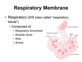 Respiratory MembraneRespiratory Unit(also called “respiratory lobule”)Composed of:Respiratory bronchiole Alveolar ducts AtriaAlveoli