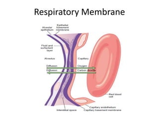 Respiratory Membrane