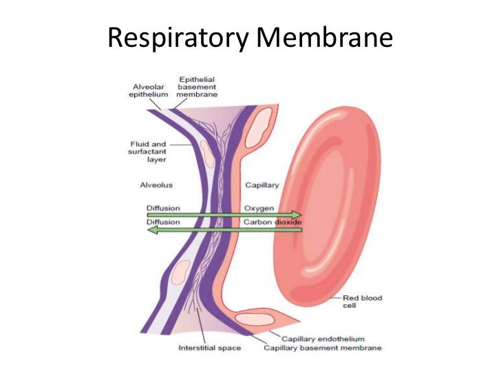 Respiration2 upload