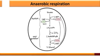 Anaerobic respiration
10
 