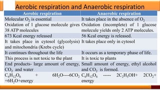Aerobic respiration and Anaerobic respiration
Aerobic respiration Anaerobic respiration
Molecular O2 is essential It takes place in the absence of O2
Oxidation of 1 glucose molecule gives
38 ATP molecules
Oxidation (incomplete) of 1 glucose
molecule yields only 2 ATP molecules.
673 Kcal energy released 56 Kcal energy is released.
It takes place in cytosol (glycolysis)
and mitochondria (Krebs cycle)
It takes place only in cytosol
It continues throughout the life It occurs as a temporary phase of life.
This process is not toxic to the plant It is toxic to plants
End products- large amount of energy,
CO2 and water
Small amount of energy, ethyl alcohol
and CO2 is formed.
C6H12O6 + 6H2O----6CO2
+6H2O+energy
C6H12O6 ----- 2C2H5OH+ 2CO2+
energy
15
 