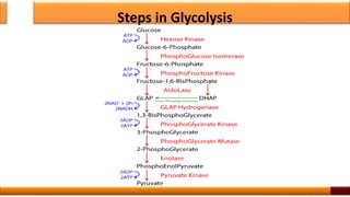 Steps in Glycolysis
17
 
