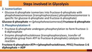 Steps involved in Glycolysis
2. Isomerization
• Glucose-6-phosphate isomerizes into fructose-6-phosphate with
phophohexoisomerase (transphophorylases) phosphohexoisomerase is
specific for glucose-6-phosphate and fructose-6-phosphate)
Glucose-6-phosphate == (phosphohexoisomerase) Fructose-6-phosphate
3. Phosphorylatation-II
• Fructose-6-phosphate undergoes phosphorylation to form fructose-1-
6-diphosphate
• Enzyme phosphofructokinase (transphosphorylases, transfer of
phosphate group from ATP to fructose-6-phosphate) catalyzes this
reaction.
Fructose-6-phosphate+ATP==(phosphofructokinase, PFK1) fructose-1-6
diphosphate + ADP
19
 