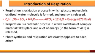 Introduction of Respiration
• Respiration is oxidation process in which glucose molecule is
oxidized, water molecule is formed, and energy is released.
• C6H12O6 + 6O2 + 6H2O======6CO2 + 12H2O + Energy (673 Kcal)
• Respiration is a catabolic process in which oxidation of complex
material takes place and a lot of energy (in the form of ATP) is
released.
• Photosynthesis and respiration are exactly opposite to each
other.
2
 