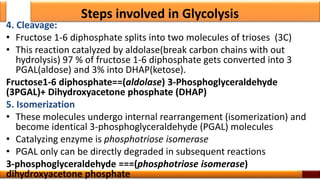 Steps involved in Glycolysis
4. Cleavage:
• Fructose 1-6 diphosphate splits into two molecules of trioses (3C)
• This reaction catalyzed by aldolase(break carbon chains with out
hydrolysis) 97 % of fructose 1-6 diphosphate gets converted into 3
PGAL(aldose) and 3% into DHAP(ketose).
Fructose1-6 diphosphate==(aldolase) 3-Phosphoglyceraldehyde
(3PGAL)+ Dihydroxyacetone phosphate (DHAP)
5. Isomerization
• These molecules undergo internal rearrangement (isomerization) and
become identical 3-phosphoglyceraldehyde (PGAL) molecules
• Catalyzing enzyme is phosphotriose isomerase
• PGAL only can be directly degraded in subsequent reactions
3-phosphoglyceraldehyde ===(phosphotriose isomerase)
dihydroxyacetone phosphate 20
 