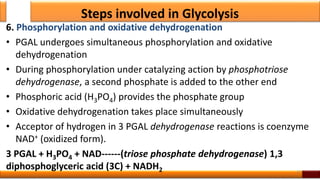 Steps involved in Glycolysis
6. Phosphorylation and oxidative dehydrogenation
• PGAL undergoes simultaneous phosphorylation and oxidative
dehydrogenation
• During phosphorylation under catalyzing action by phosphotriose
dehydrogenase, a second phosphate is added to the other end
• Phosphoric acid (H3PO4) provides the phosphate group
• Oxidative dehydrogenation takes place simultaneously
• Acceptor of hydrogen in 3 PGAL dehydrogenase reactions is coenzyme
NAD+ (oxidized form).
3 PGAL + H3PO4 + NAD------(triose phosphate dehydrogenase) 1,3
diphosphoglyceric acid (3C) + NADH2 21
 