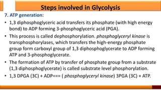 Steps involved in Glycolysis
7. ATP generation:
• 1,3 diphosphoglyceric acid transfers its phosphate (with high energy
bond) to ADP forming 3-phosphoglyceric acid (PGA).
• This process is called dephosphorylation. phosphoglyceryl kinase is
transphosphorylases, which transfers the high-energy phosphate
group form carboxyl group of 1,3 diphosphoglycerate to ADP forming
ATP and 3-phosphoglycerate.
• The formation of ATP by transfer of phosphate group from a substrate
(1,3 diphosphoglycerate) is called substrate level phosphorylation.
• 1,3 DPGA (3C) + ADP=== ( phosphoglyceryl kinase) 3PGA (3C) + ATP.
22
 
